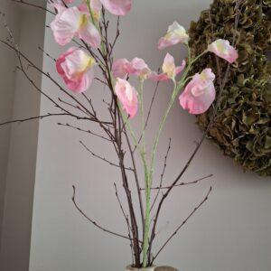 Lathyrus tak roze