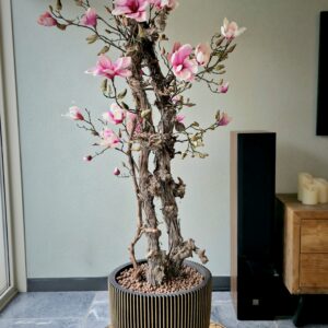 Zijde Magnolia boom