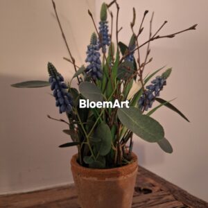 Blauwe druif