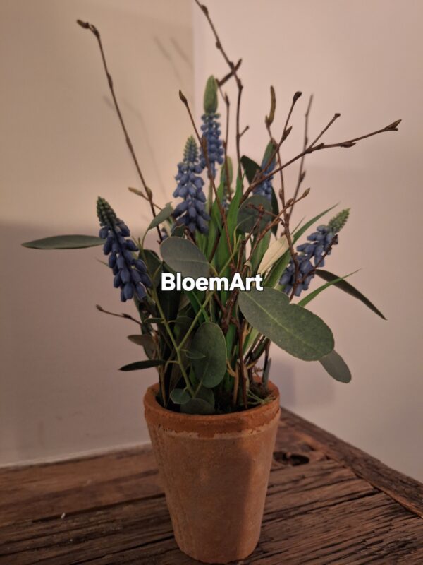 Blauwe druif