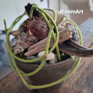 Schelp pot 14 cm 2 voor 12,50