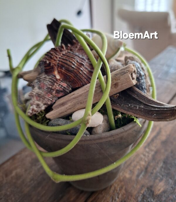 Schelp pot 14 cm 2 voor 12,50